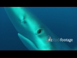 Shark Blue 5D 1323